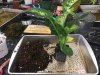 making of kokedama.jpg