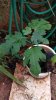 Fig from seeds (09-DEC-2018) 01.jpg
