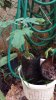 Fig from seeds (09-DEC-2018) 02.jpg
