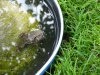 Frog - 1.JPG