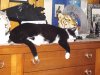 Tippy0053.jpg