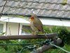 Robin0302.jpg