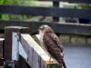 Sparrow Hawk February 11th 2017 0001.jpg
