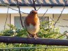 Robin0311.jpg