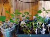 Veggie Update #2.jpg