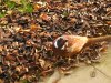 Pheasant 2016.JPG