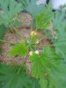 Zucchini 5-17-19.jpg