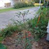Okra and One Hummer Feeder.jpg