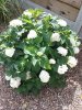 20180801_102933.jpg