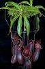 Nepenthes-Bill_1642716i.jpg