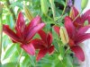 asiatic Red Velvet (Small).JPG