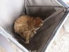 cat in bag.jpg