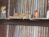 shelf cat.jpg