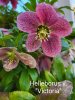 Helleborus Victoria.jpg