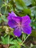 selvsådd Geranium.jpg