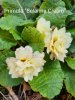 Primula Belarina Cream.jpg
