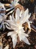 Colchicum autumnale Alboplenum.jpg