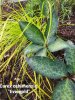 Carex oshimensis Evergold.jpg