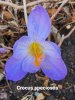 Crocus speciosus.jpg