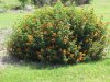 lantana horrida.jpg