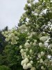 IMG_7368.jpeg