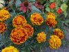 IMG_4288.jpeg