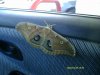 Luna Moth 2.JPG