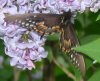 Black Butterfly.jpg
