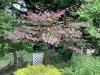 IMG_9957.jpeg