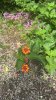 signal-2025-05-18-102348.jpeg
