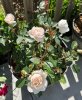 IMG_2699.jpeg