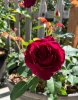 IMG_2697.jpeg