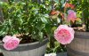 IMG_2704.jpeg