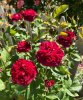 IMG_2698.jpeg