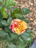 IMG_2601.jpeg