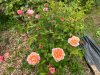 IMG_2597.jpeg