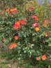 IMG_2593.jpeg