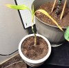 plant1.jpg