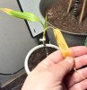 plant3.jpg