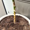 plant2.jpg
