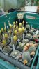 DSC01271.jpg