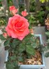 IMG_2884.jpeg