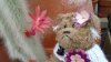 DSC01554.jpg