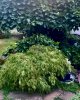 IMG_1180.jpeg