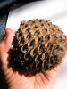 Araucaria heterophylla Cone2.JPG
