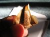 Araucaria heterophylla Seed.JPG