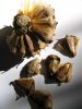 Araucaria heterophylla Seeds.JPG