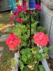 IMG_2982.JPG