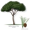 Pinus Pinea Tree.jpg