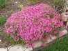 spring flowers 003 (Small).JPG
